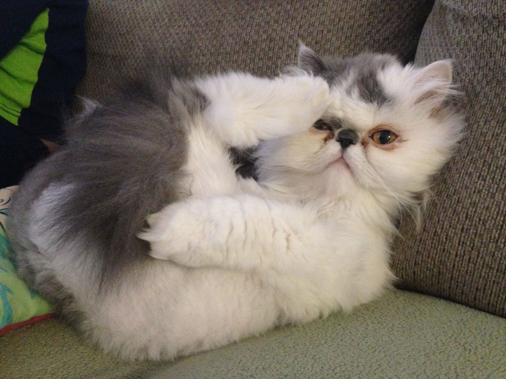 Pic of the Litter: Royce